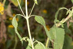 Yellow crownbeard